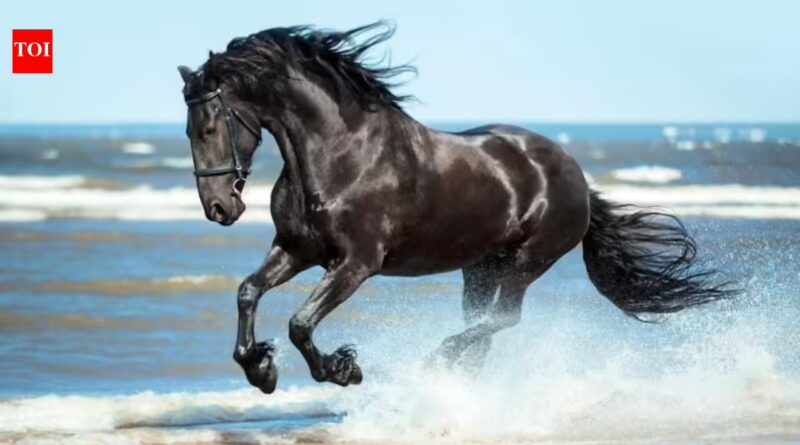 Spanish proverb of the day: 'Don’t look at the teeth of a gifted horse' — Value the gesture more than the material quality of what you receive