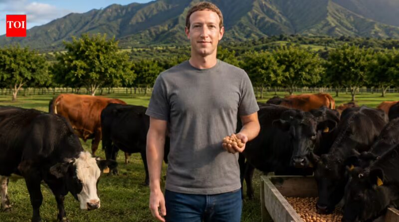 After building a tech empire, Mark Zuckerberg is feeding his cows beer and macadamia nuts, and the goal is to create world's highest-quality beef | World News