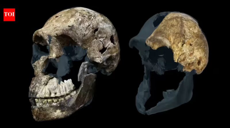 Homo: 300,000-year-old Homo naledi fossils from a South African cave suggest the ancient human relative may have been a female-only species, new study reveals