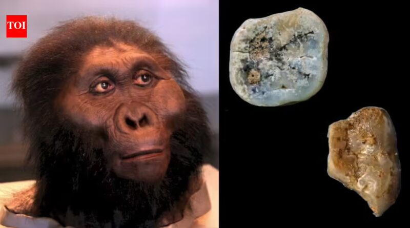 Meet Paranthropus: The ancient human cousin that may have made the first stone tools 2.6 million years ago | World News