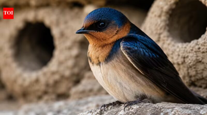 Cliff swallows abandoned the California town they once filled every spring, then people came together to rebuild their homes and welcomed them back with an annual festival |