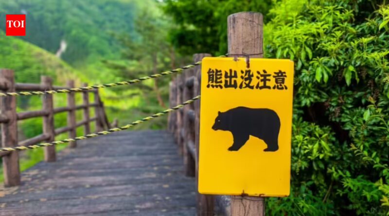 A Japan mountain trail reopened after a fatal bear attack. Hours later, another brown bear stranded four hikers
