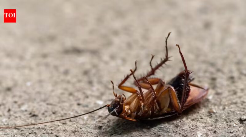 Cockroaches can survive without their heads for a week: The science behind one of nature's toughest insects |