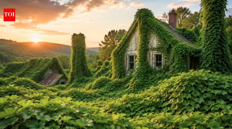 Kudzu was planted across the US South in the 1930s to fight soil erosion, but later it became the vine that 'ate the South' sprawling across roadsides and abandoned land | World News