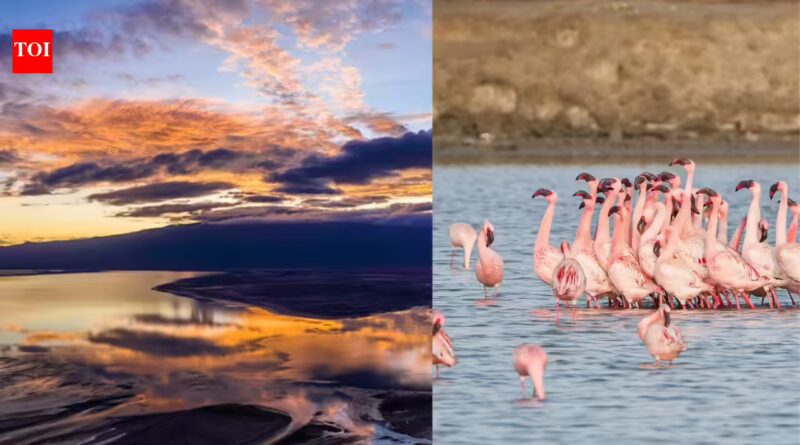 Tanzania's Lake Natron is one of the world's deadliest lakes, yet a paradise for flamingos | World News