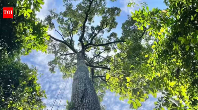 Towering trees more than 200 feet tall may not be as vulnerable to drought as scientists thought, new study reveals how Southeast Asia’s dipterocarps efficiently move water
