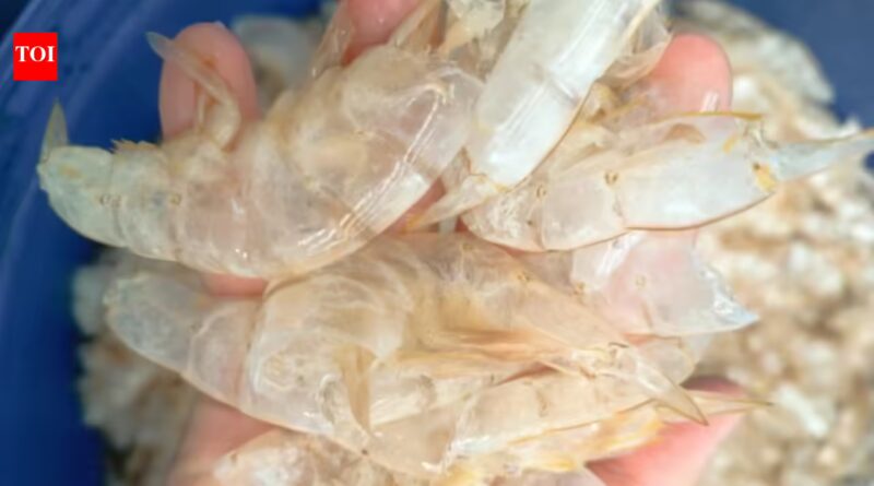 Scientists in Singapore have found a way to transform shrimp shell waste into 'carbon-negative' hydrogen fuel, turning biomass waste into valuable climate solutions