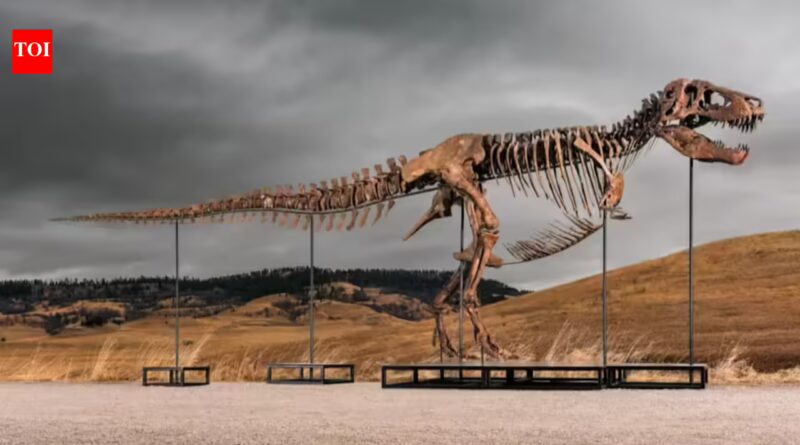 One of the world's largest T. rex skeletons is heading to auction with a price tag of up to $30 million, and the 67-million-year-old giant could become the next record-breaking dinosaur fossil sale