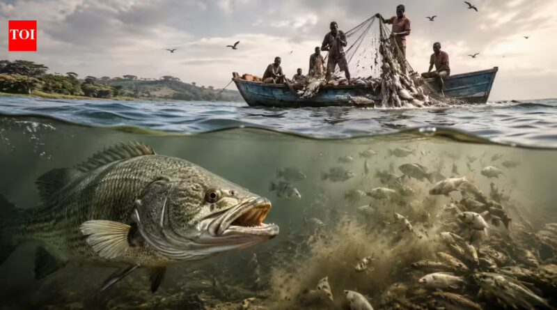 The fish that changed Lake Victoria forever: How Nile perch triggered one of history’s biggest ecosystem disruptions in the 1950s | World News