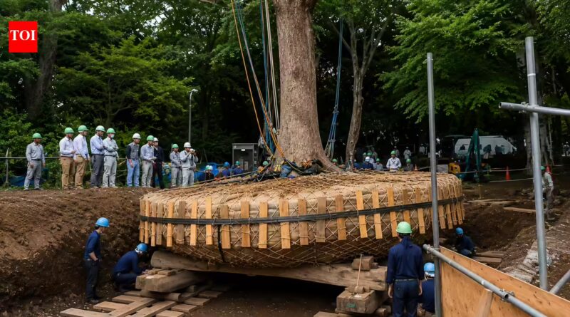 Japan does not cut down centuries-old trees for development. Instead, experts spend months preparing their roots and relocating them |
