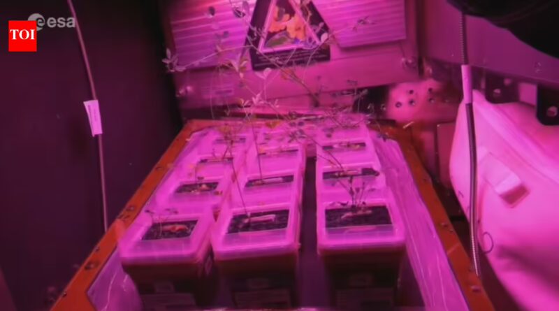 Astronaut reveals the tiny glowing garden inside the International Space Station where scientists are learning how to grow food for future Moon and Mars missions |