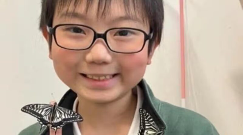 Did the butterflies remember him? Japanese student's discovery uncovers astonishing insect memory |