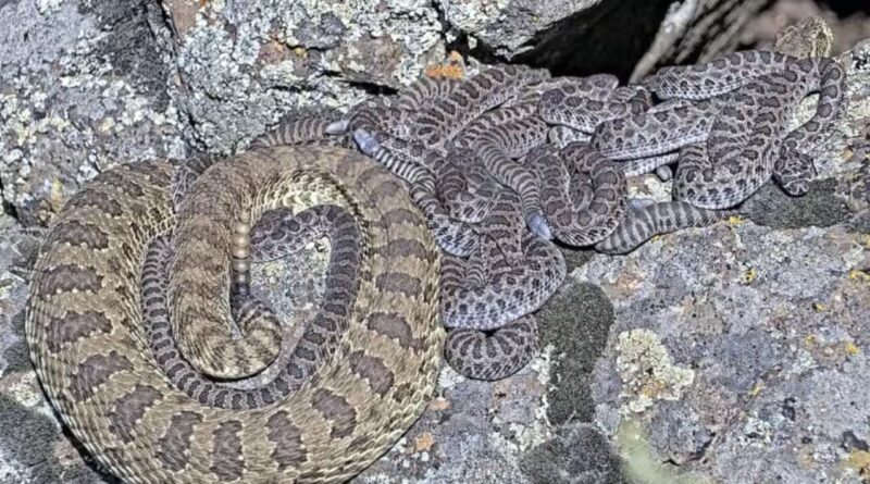 Scientists have debunked the long-repeated myth that baby rattlesnakes are more dangerous than adults, finding that adult rattlesnakes usually deliver more venom and cause more serious bites