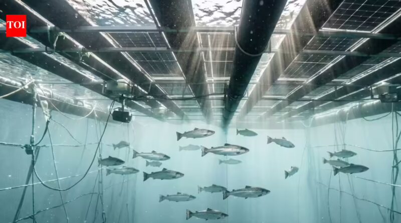 How floating solar panels created a new home for thousands of salmon at a Chile fish farm