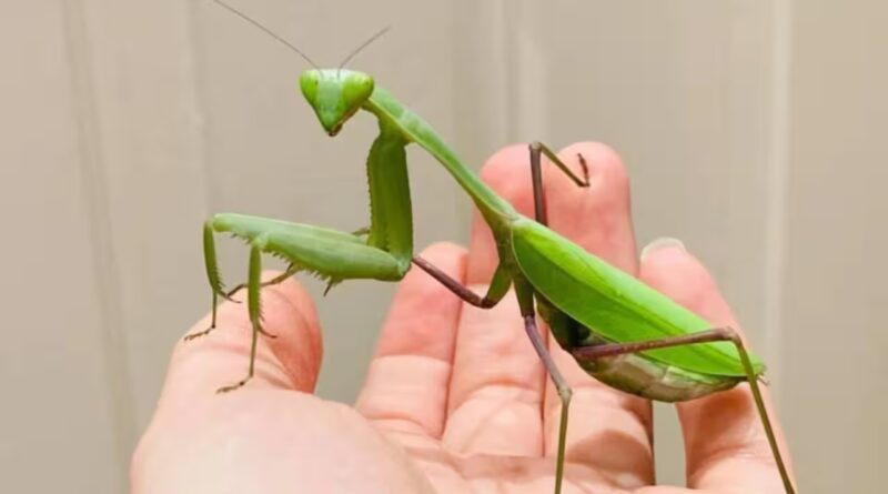 Two giant Asian praying mantis species are spreading across Europe, helped by climate change and urbanisation, and scientists warn they are threatening pollinators, frogs and lizards