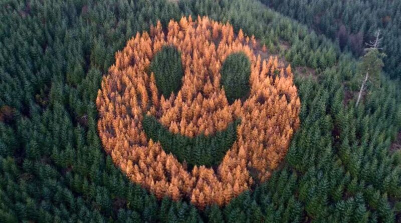 Every autumn, an ordinary Oregon forest suddenly starts smiling after foresters in 2011 planted western larch trees in a secret pattern among thousands of Douglas firs | World News
