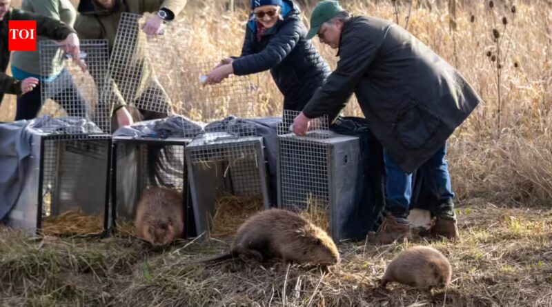 England: Britain bought 1,525 acres of nearly lifeless farmland for £13.8 million; four years later, beavers are helping it make money