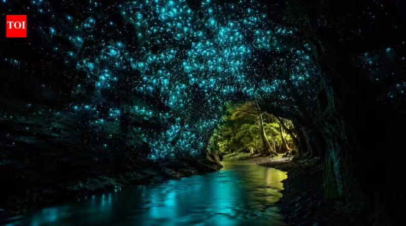 Why New Zealand forests look like a galaxy filled with glowworms at night | World News