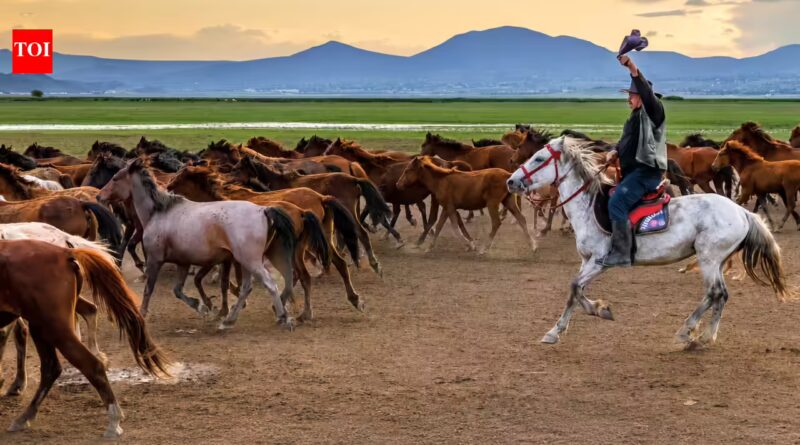 Turkey's Cappadocia region was home to free-roaming horses, then local cowboys began gathering them for guided photo tours, turning the iconic herds into a tourism attraction that's helping preserve them | World News