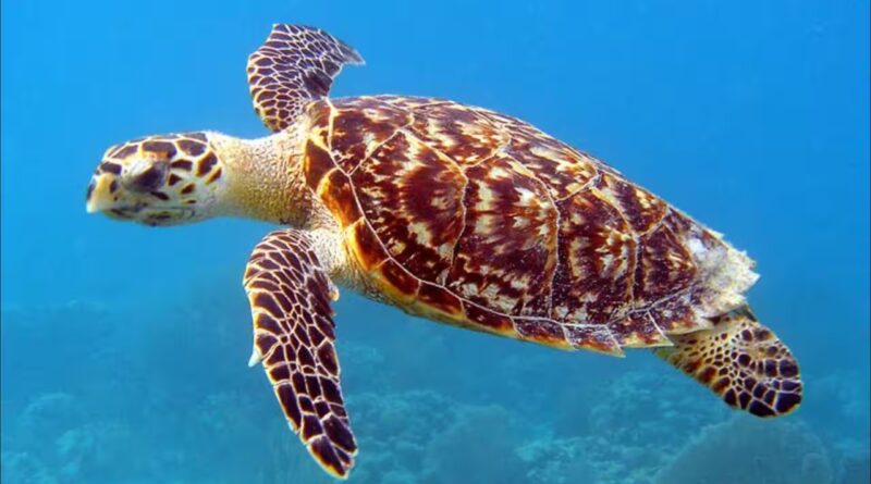Atlantic Hawksbill Sea Turtle: Florida man charged for selling rare Hawksbill turtle shell on Facebook for $2,700 | World News