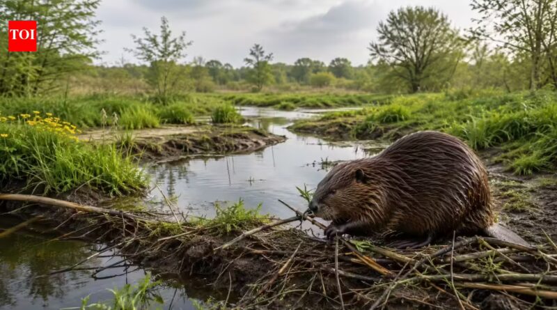Britain hunted beavers to extinction around 400 years ago, but they are now returning to England's wetlands to rebuild rivers and restore disappearing ecosystems | World News