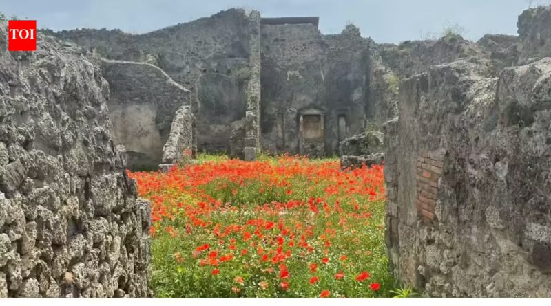 2,000 years after Pompeii vanished beneath volcanic ash in one of history's deadliest volcanic disasters, the ancient Roman street is blooming with flowers, offering a symbol of nature's renewal | World News