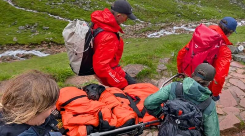 A Labrador began swaying and could no longer walk on Britain’s highest mountain; rescuers later discovered what she had eaten
