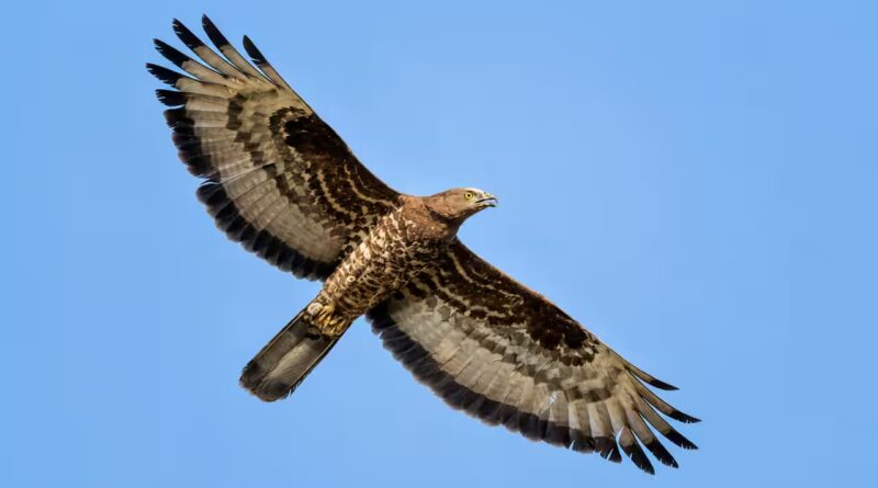 Scientists fitted a European honey buzzard with a GPS tracker. The bird flew for 42 days, covering more than 10,000 km from South Africa to Finland and helping researchers uncover the secrets of one of nature's greatest migrations |