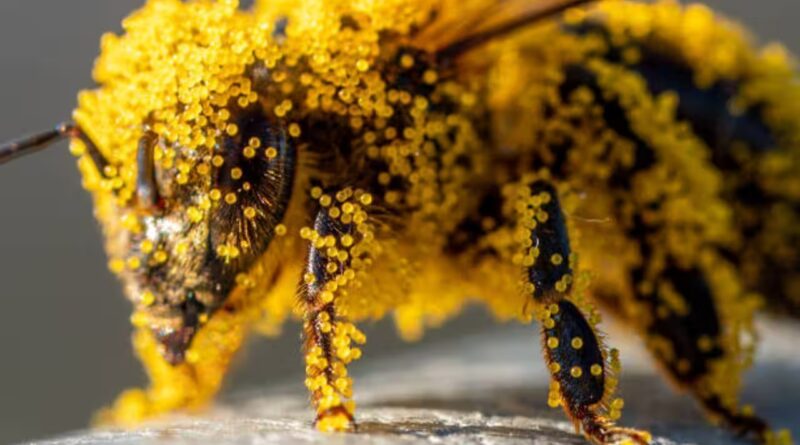 How tiny pollen grains helped solve a brutal murder: The fascinating science behind nature's invisible crime scene evidence