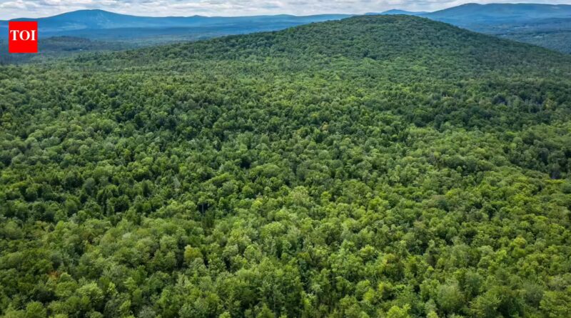 New England had almost completely lost its forests by the 1800s after centuries of logging. Then nature slowly reclaimed the land in one of history's greatest forest recoveries, covering about 60% of the region once again | World News