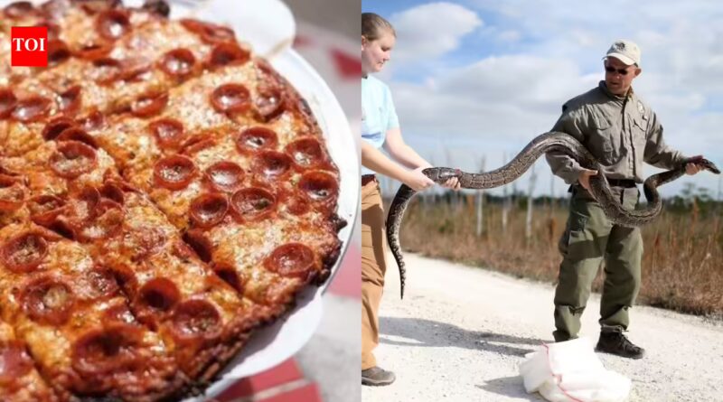 Bring a python, get a pizza: A Florida restaurant is giving away free 'python pizza' if you bring a Burmese python caught in the Everglades | World News