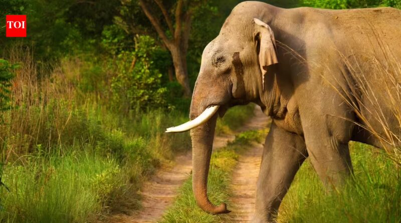 How elephants use their footsteps to send messages through the ground, and hear through skull vibrations