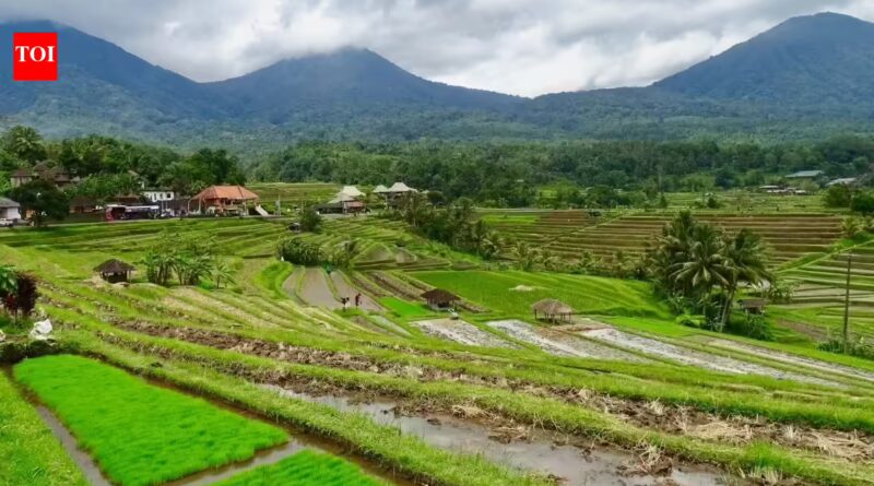 Bali’s 1,000-year-old rice fields once worked as a giant water system. Now 6,500 hectares have vanished and locals are buying water