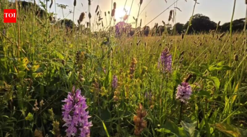 Britain left a five-acre farm without crops or new seeds; 15 years later, nature had turned it into a wildflower-rich meadow