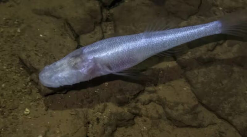 A scientist slipped into a pool beneath a US military base and found a fish later named 'demon cavefish' after the Demogorgon from Stranger Things