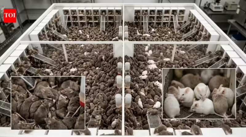 In 1968, John Calhoun created the perfect home for eight mice. The colony grew to more than 2,200 before it slowly vanished | World News