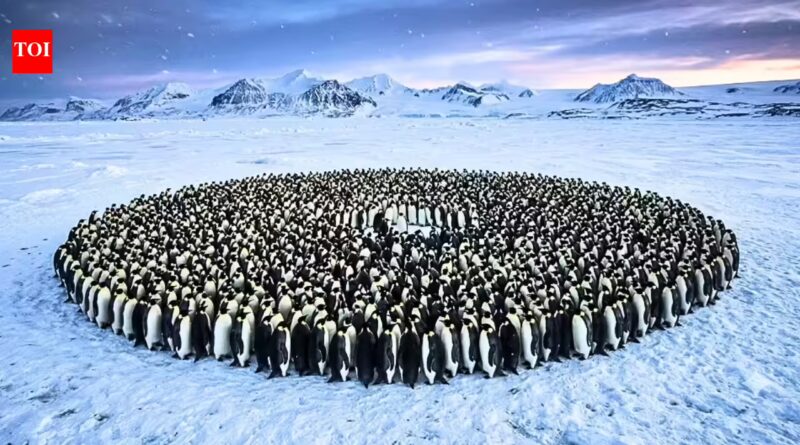Emperor penguins survive Antarctica's brutal winters by huddling together, but a maths study reveals the hidden system behind their remarkable teamwork |