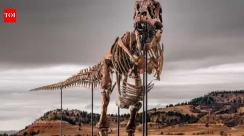 A 67-million-year-old T. rex discovered on a South Dakota ranch has sold for $50.1 million, becoming theA most expensive dinosaur fossil ever auctioned | World News