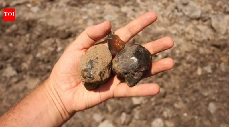 Scientists found South America’s first insect-bearing amber, a 112-million-year-old time capsule from a lost dinosaur-era forest |