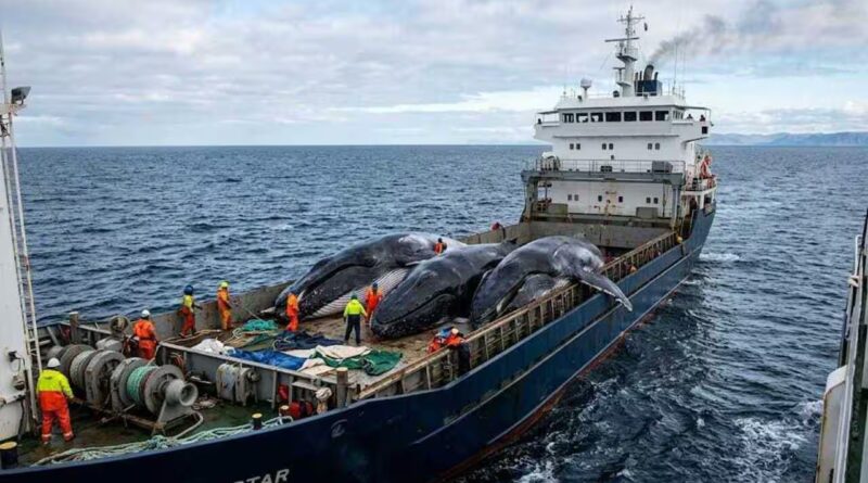Sea Shepherd chased Japan’s whaling fleet across Antarctica for years, but the activists ultimately lost the battle | World News