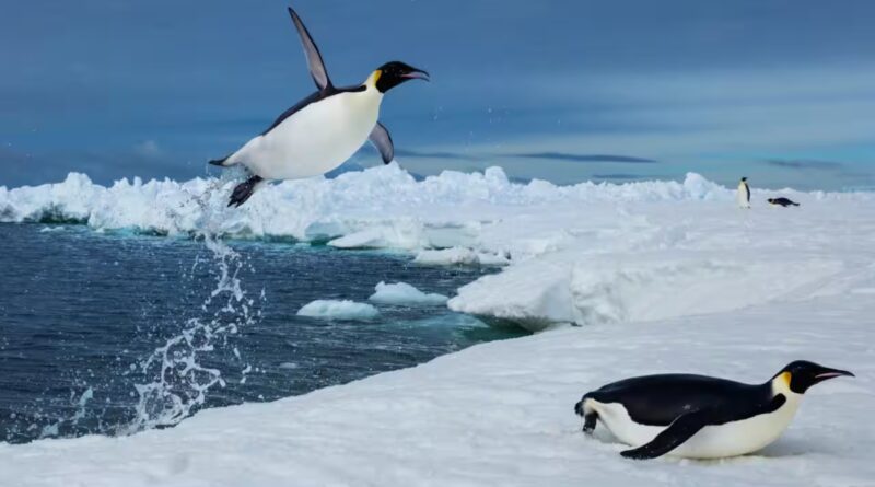Scientists tracked more than 6,000 penguin dives beneath Antarctic sea ice and found that prey may become harder to reach, even when it has not disappeared