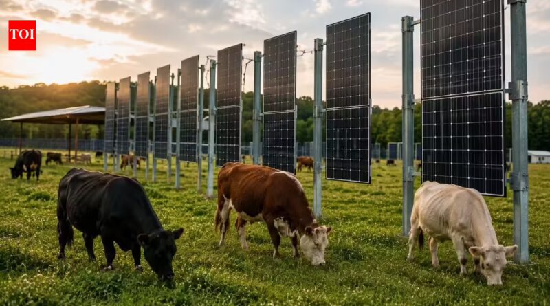 In New Jersey, cows named Blossom, Misty and Flurry graze beneath solar panels as scientists test whether one field can produce both food and clean energy | World News