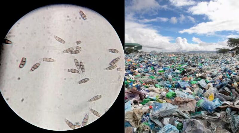 Scientists discovered a plastic-eating fungus in the Amazon rainforest that survives without oxygen and could one day help tackle landfill waste worldwide |