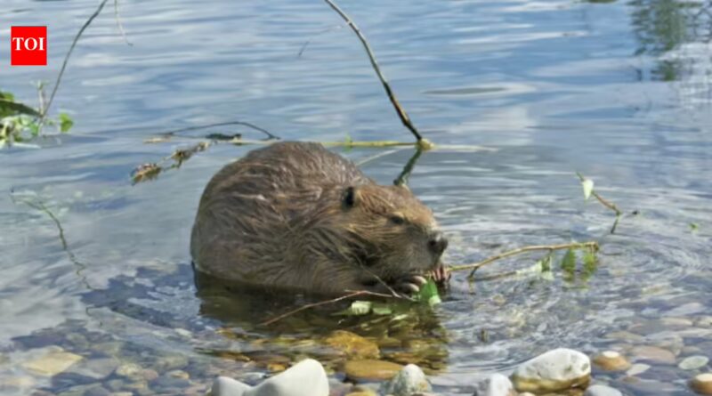 In 1980, Mount St Helens buried a river valley in volcanic sediment. Then 58 beavers helped turn the wasteland into a thriving wetland