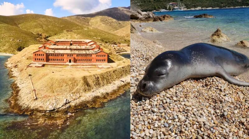From prison to paradise: Once a dreaded prison island, this remote haven in Greece is now protecting one of the world's rarest seals | World News