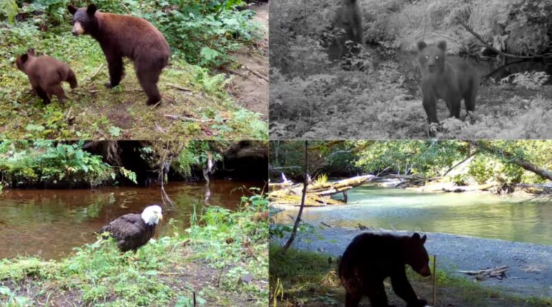 Scientists played human voices near Alaska salmon streams and found that bears and eagles fled, disrupting how salmon nutrients move into forests