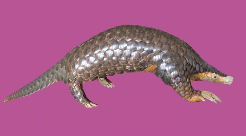 Scientists studied pangolin DNA from seven countries and rediscovered a Himalayan species that had been overlooked since 1836