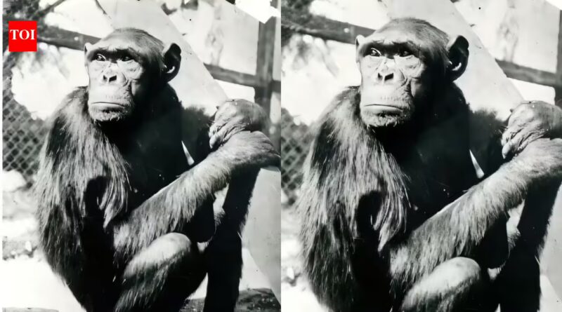 Famous chimpanzees solved puzzles that changed how humans understood intelligence, but their move to Berlin had a tragic ending