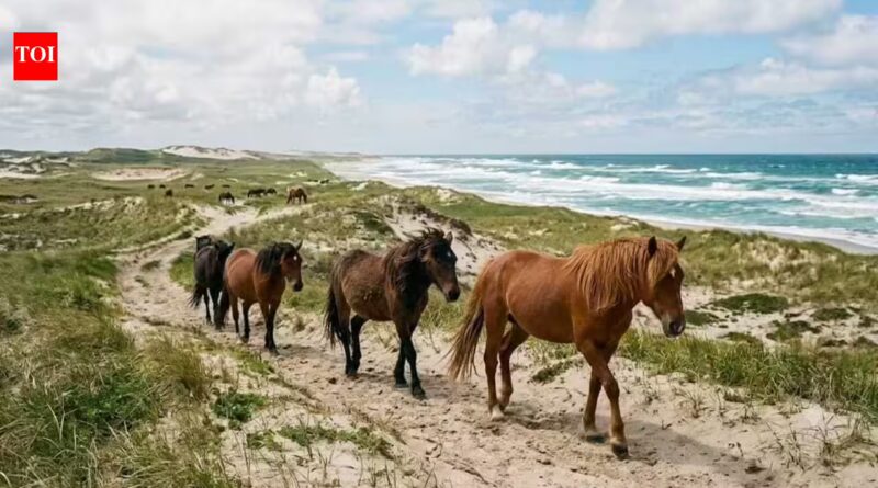 Sable Island is a remote sand island with no permanent residents, yet hundreds of wild horses roam freely across its shifting dunes | World News