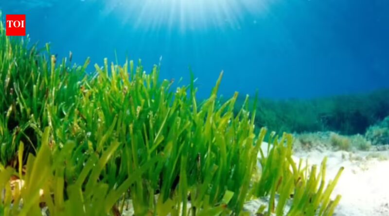 Faster: Mediterranean seagrass survives in dim seabed light by expanding its photosynthetic antenna and trapping energy faster, a discovery that may help improve future crops
